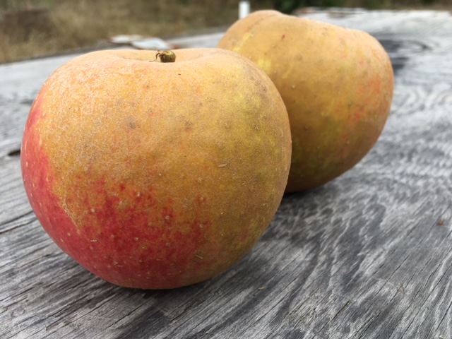 Our Apples — Queener Farm